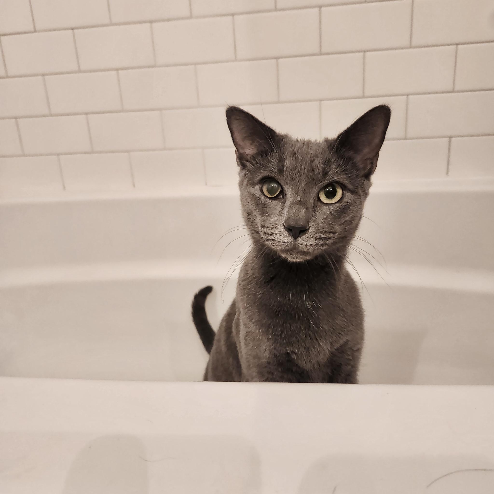 Clarabelle, a Adoptable Domestic Short Hair in Pickerington, OH image 5/6