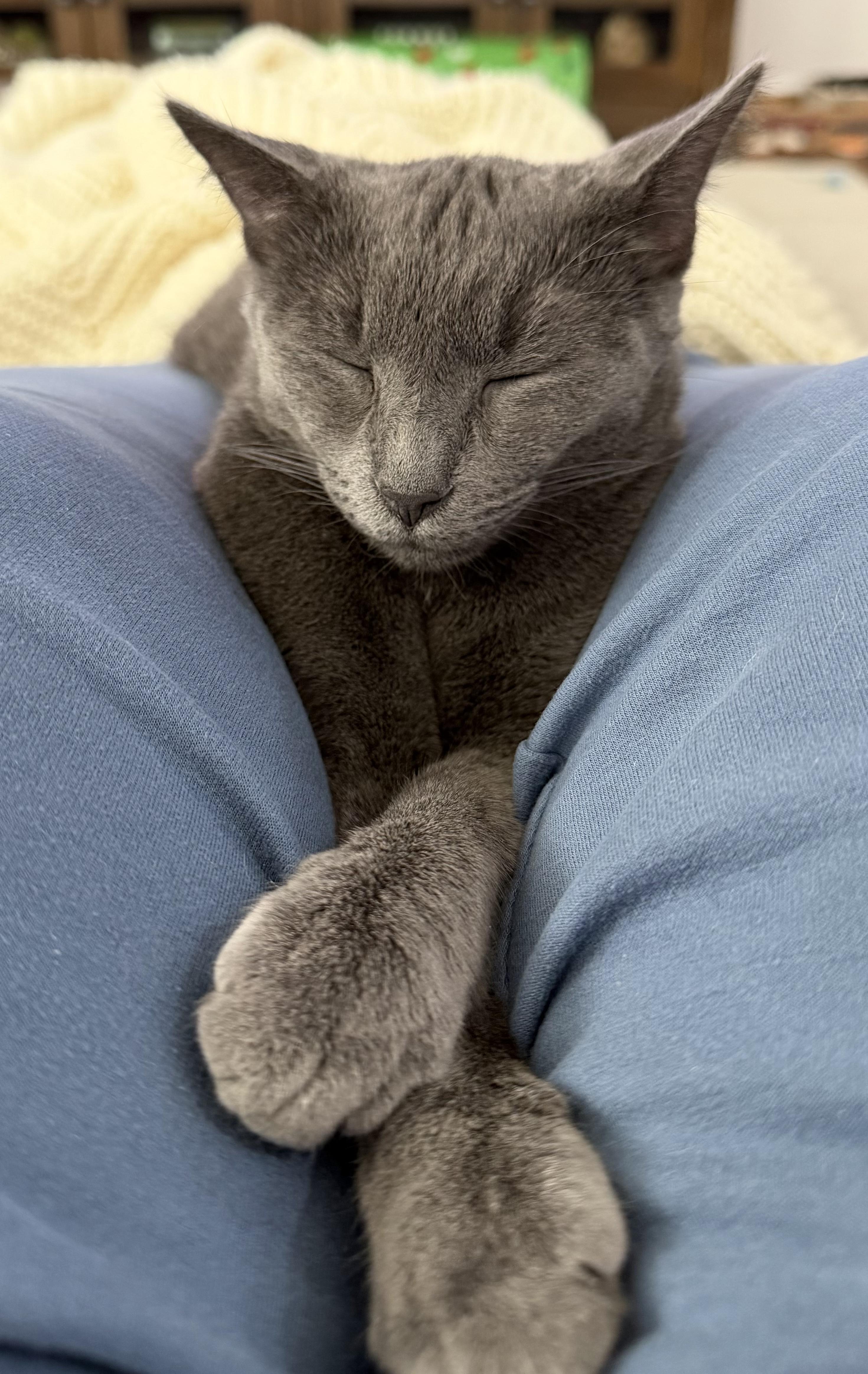 Enlarge Clarabelle, a Adoptable Domestic Short Hair in Pickerington, OH image 3/6