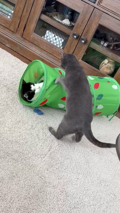 Enlarge Clarabelle, a Adoptable Domestic Short Hair in Pickerington, OH video 6/6