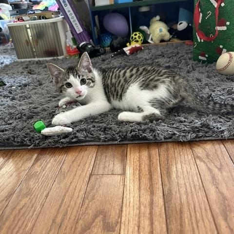 Enlarge LUCKY, an adopted Domestic Short Hair in Philadelphia, PA image 3/3
