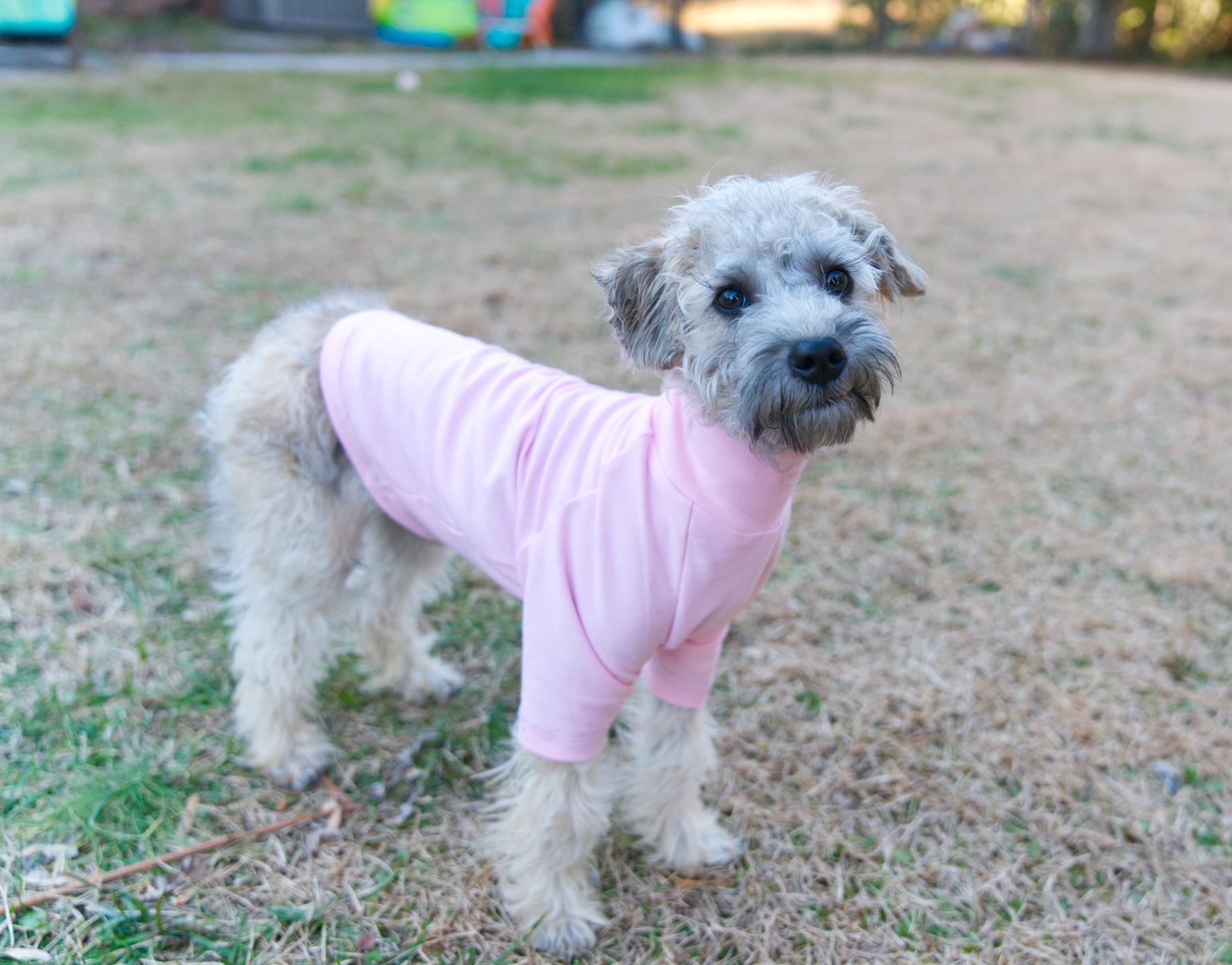 Enlarge Moira, a ADOPTABLE mixed breed in Atlanta, GA image 3/6