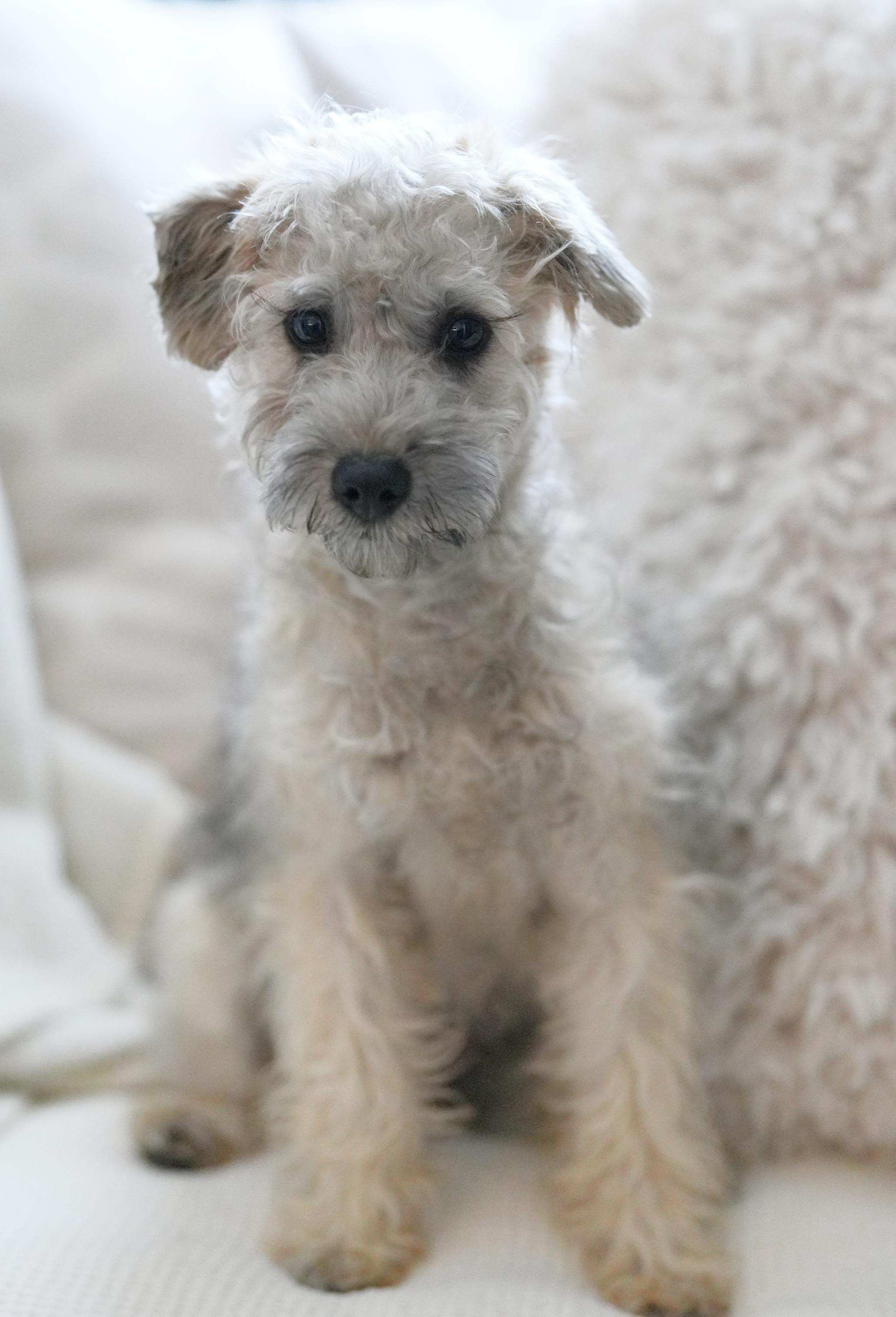 Enlarge Moira, a ADOPTABLE mixed breed in Atlanta, GA image 5/6