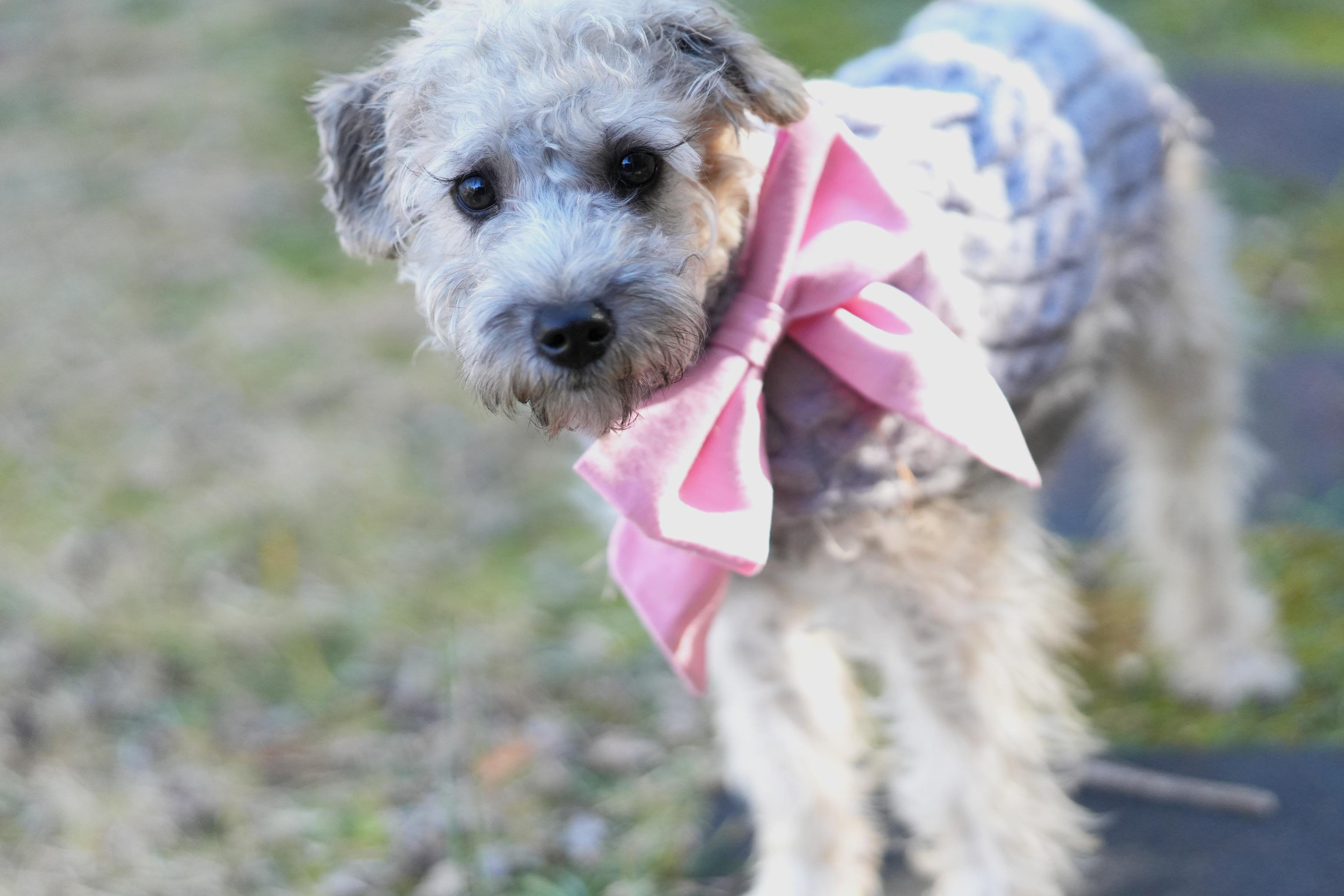 Enlarge Moira, a ADOPTABLE mixed breed in Atlanta, GA image 6/6