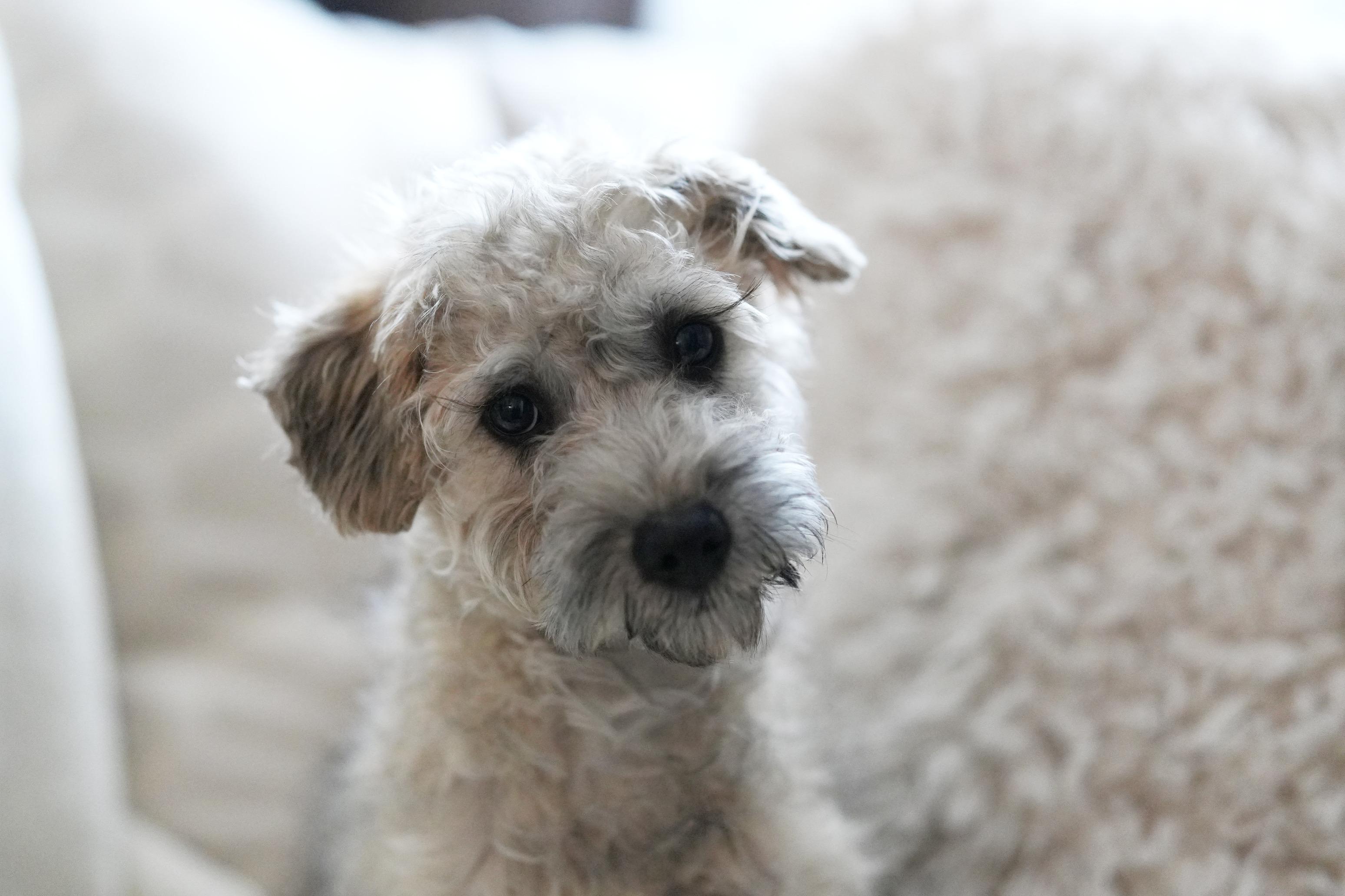 Enlarge Moira, a ADOPTABLE mixed breed in Atlanta, GA image 4/6