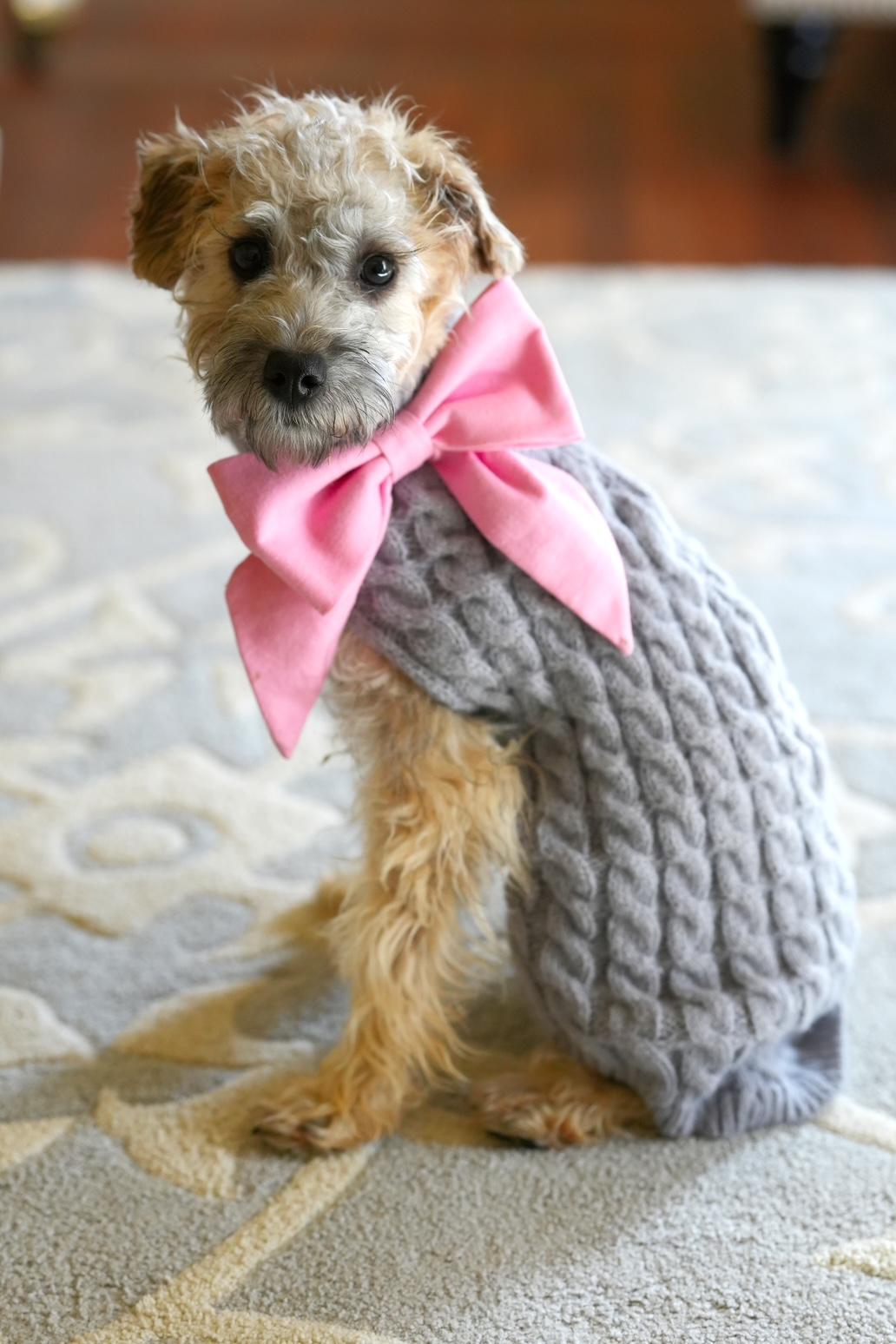 Enlarge Moira, a ADOPTABLE mixed breed in Atlanta, GA image 2/6