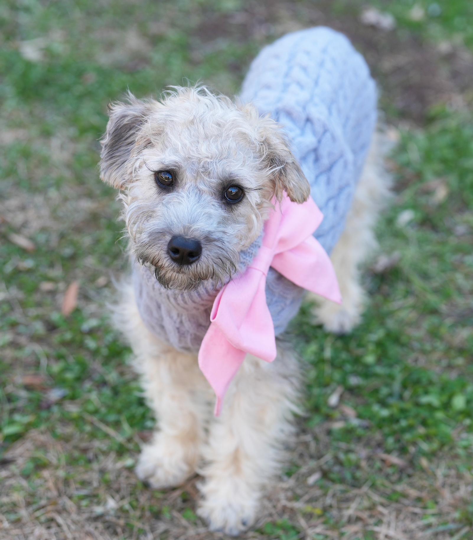Moira, ADOPTABLE, Puppy Female Schnoodle.