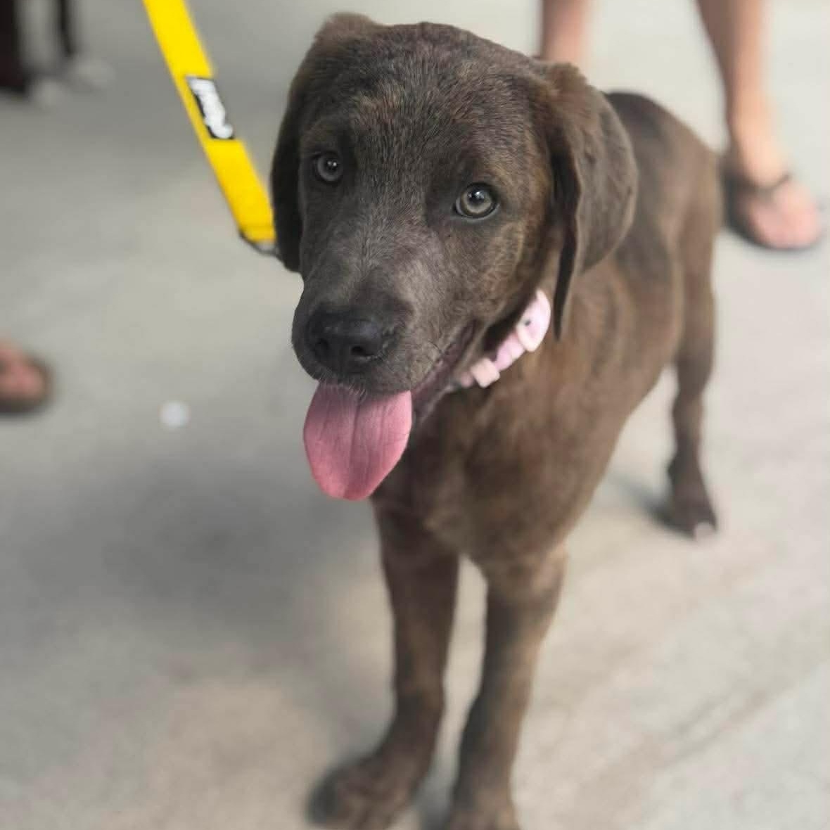 Enlarge Marlowe , a ADOPTABLE Mixed Breed in Wando, SC image 3/3