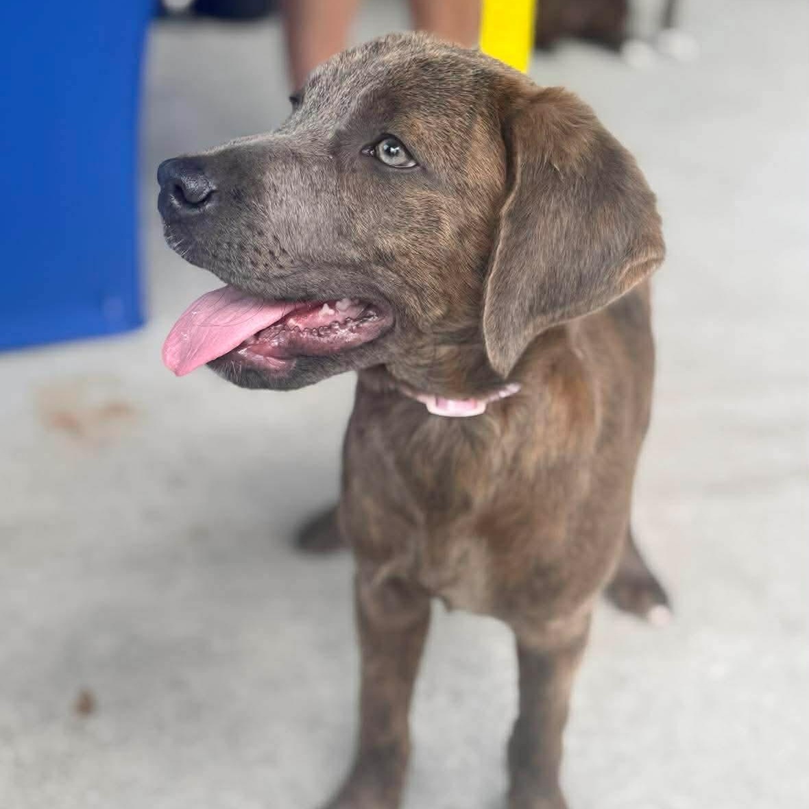 Marlowe , ADOPTABLE, Puppy Female Mixed Breed.