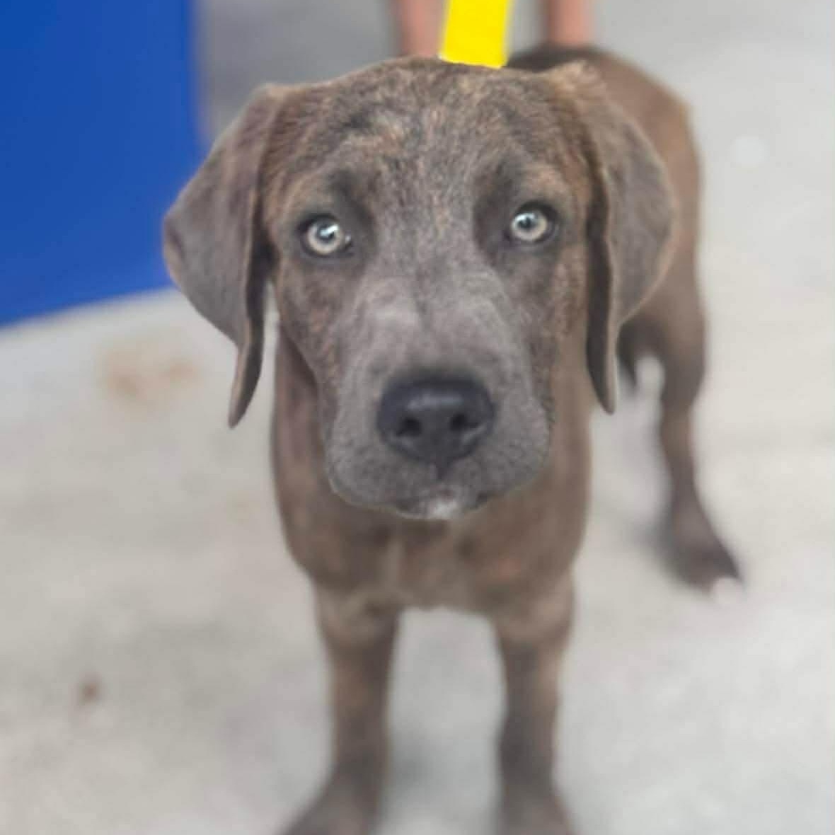 Enlarge Marlowe , a ADOPTABLE Mixed Breed in Wando, SC image 2/3