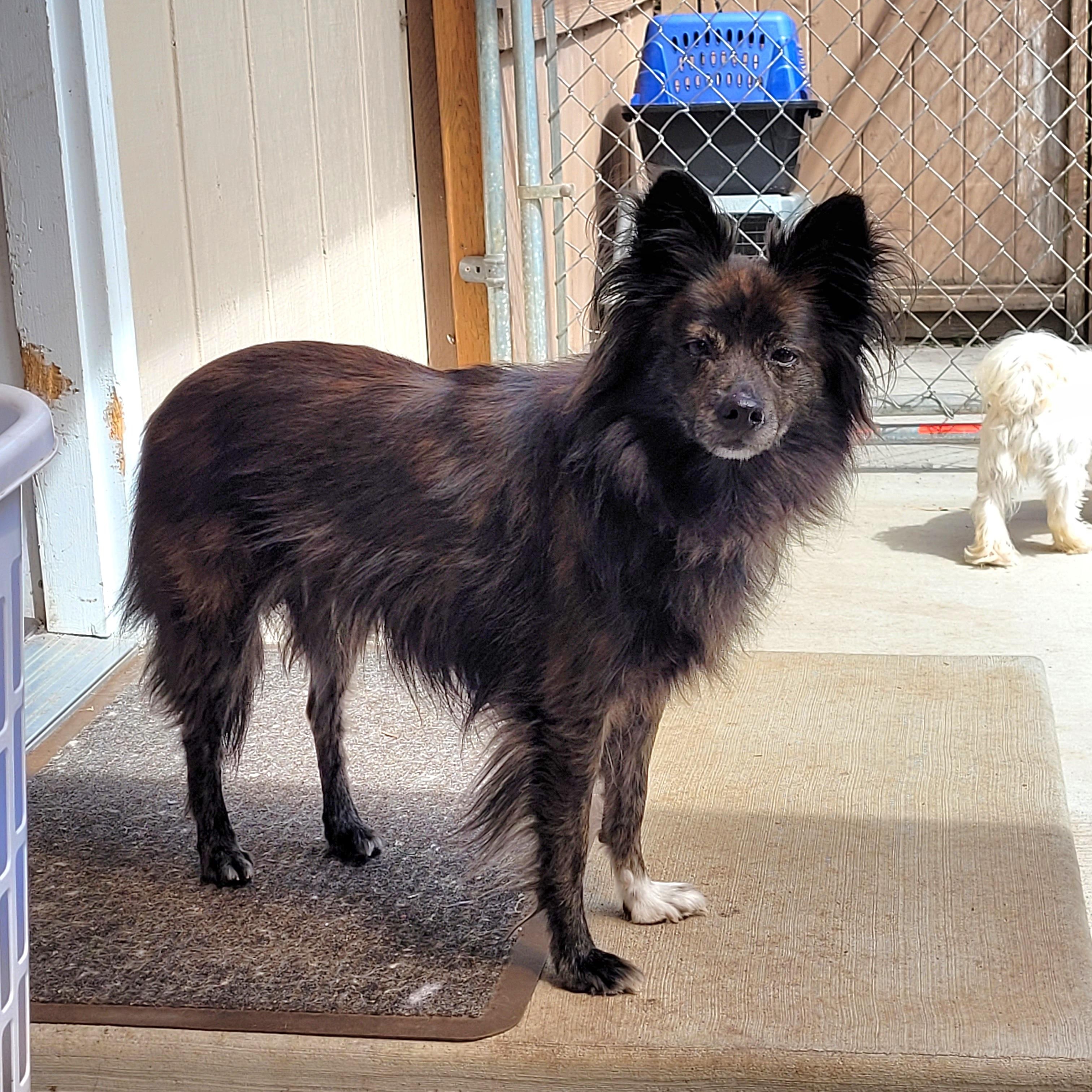 Jax, an adoptable Schipperke, Pomeranian in Sequim, WA, 98382 | Photo Image 1