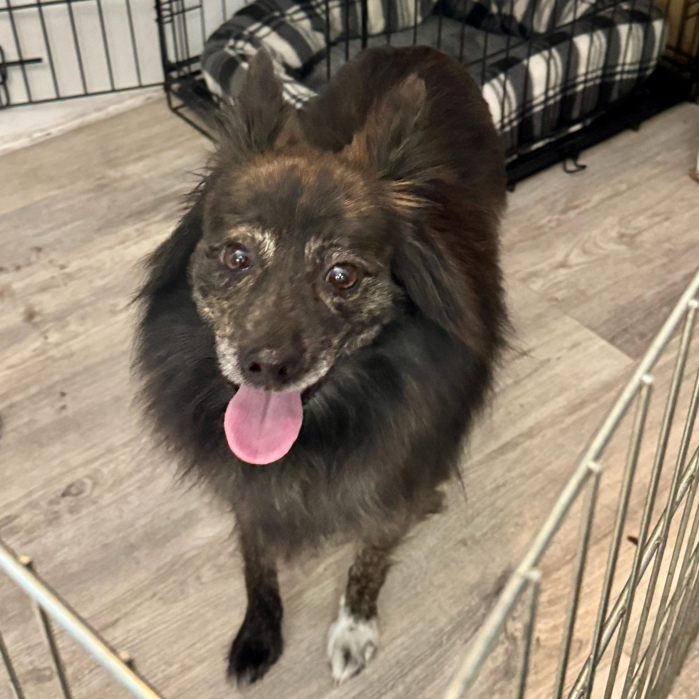 Jax, an adoptable Schipperke, Pomeranian in Sequim, WA, 98382 | Photo Image 3