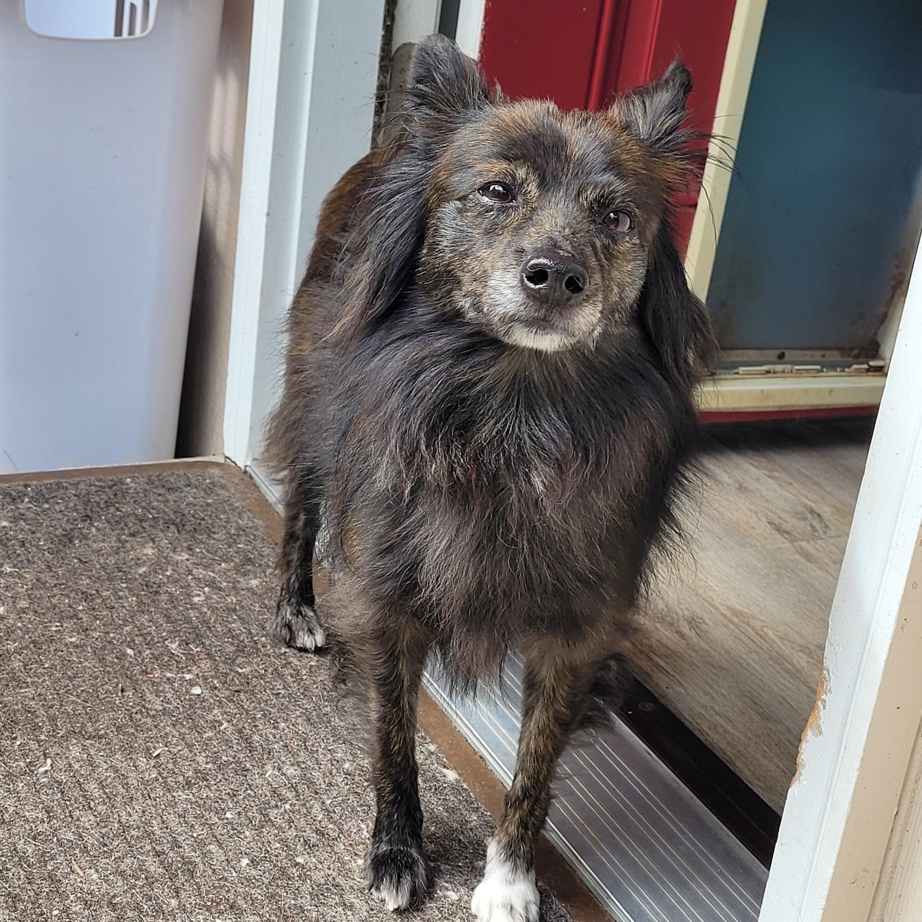 Jax, an adoptable Schipperke, Pomeranian in Sequim, WA, 98382 | Photo Image 2