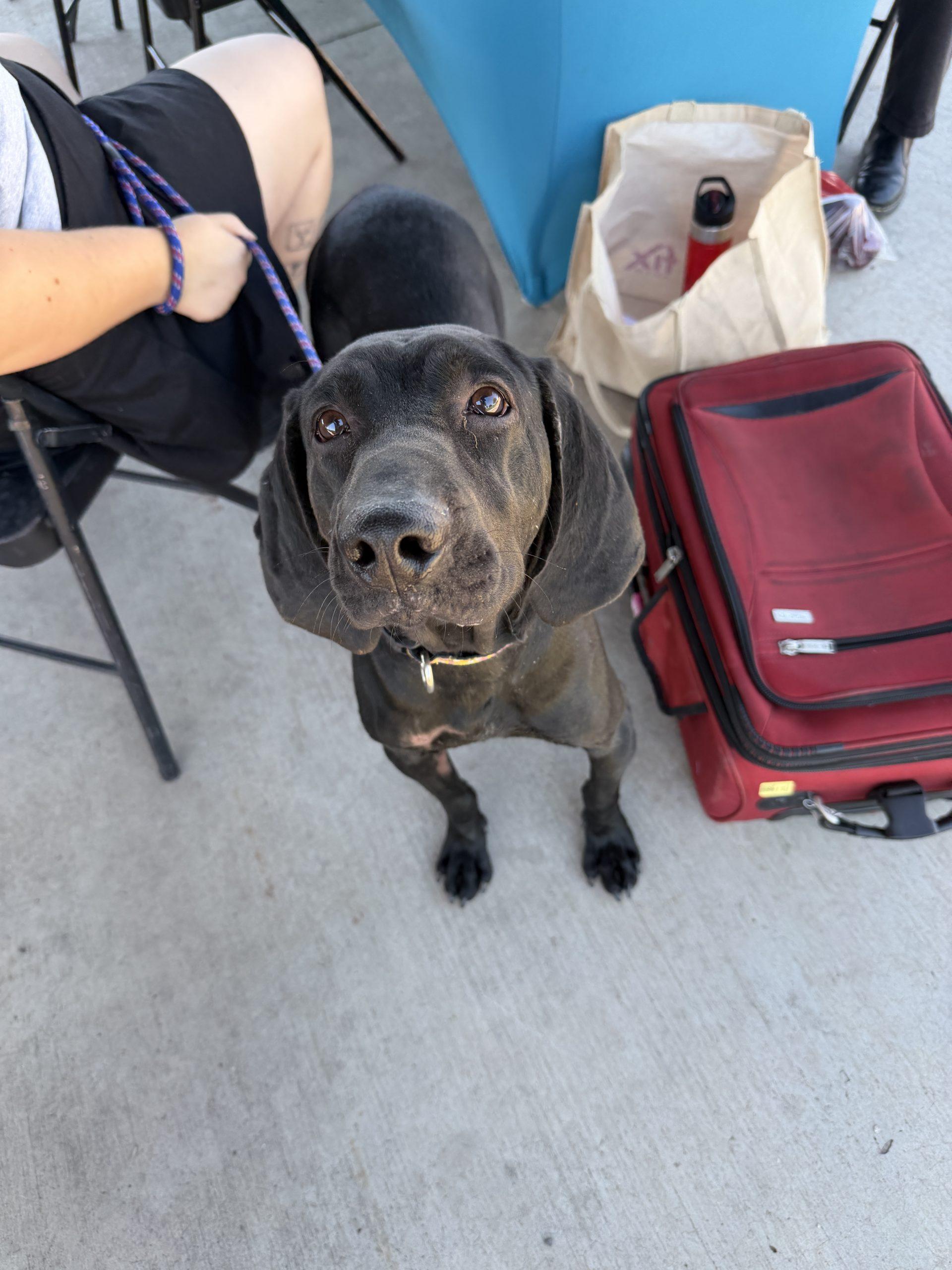 Enlarge Kuschel, a Adoptable mixed breed in Grand Junction, CO image 1/1