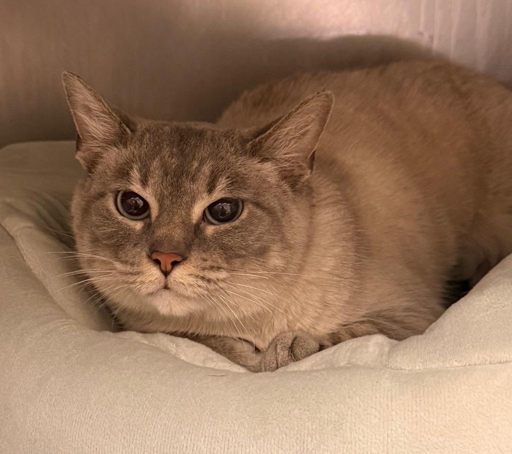 Dreamy, Adoptable, Adult Female Domestic Short Hair.