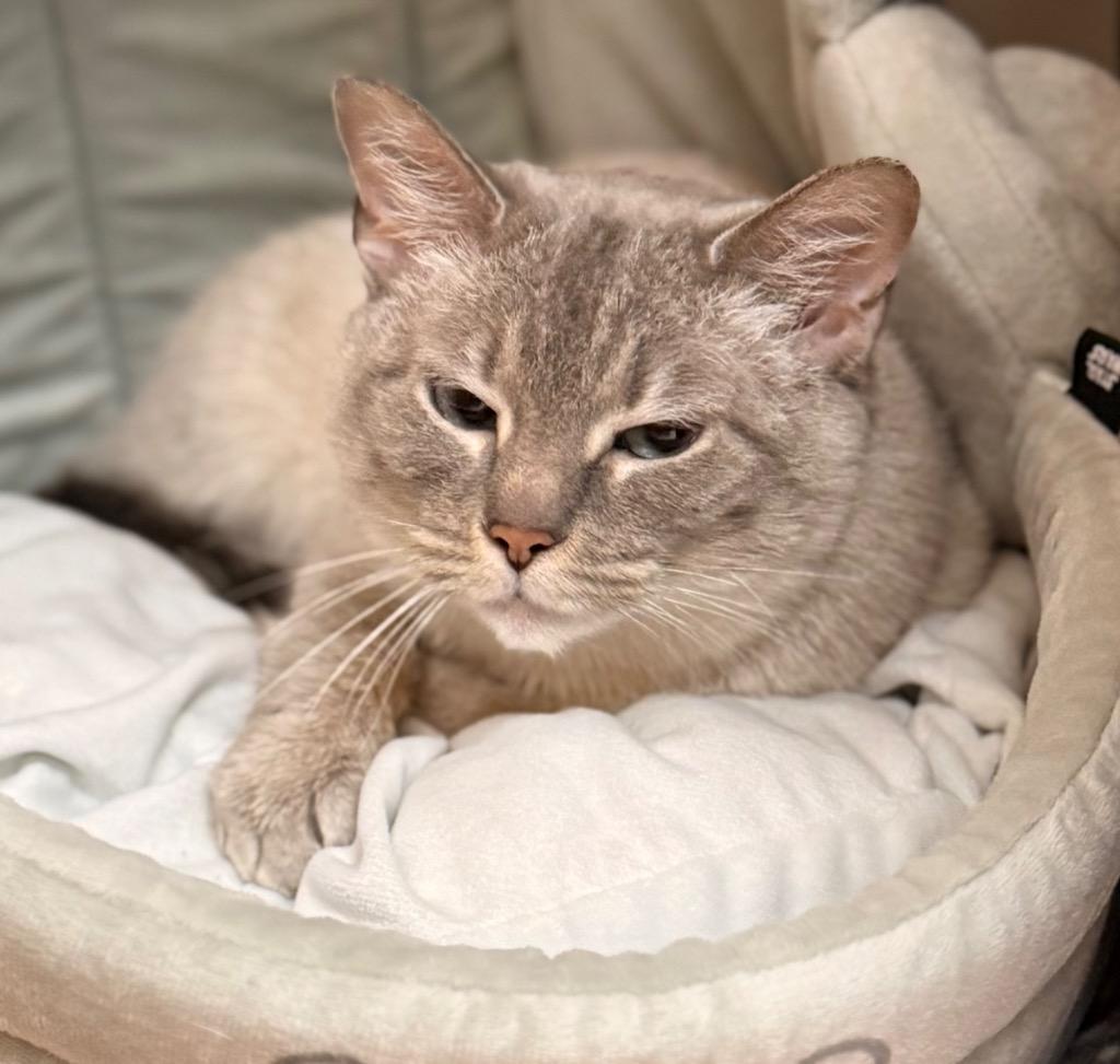 Enlarge Dreamy, a Adoptable mixed breed in Defiance, OH image 1/6