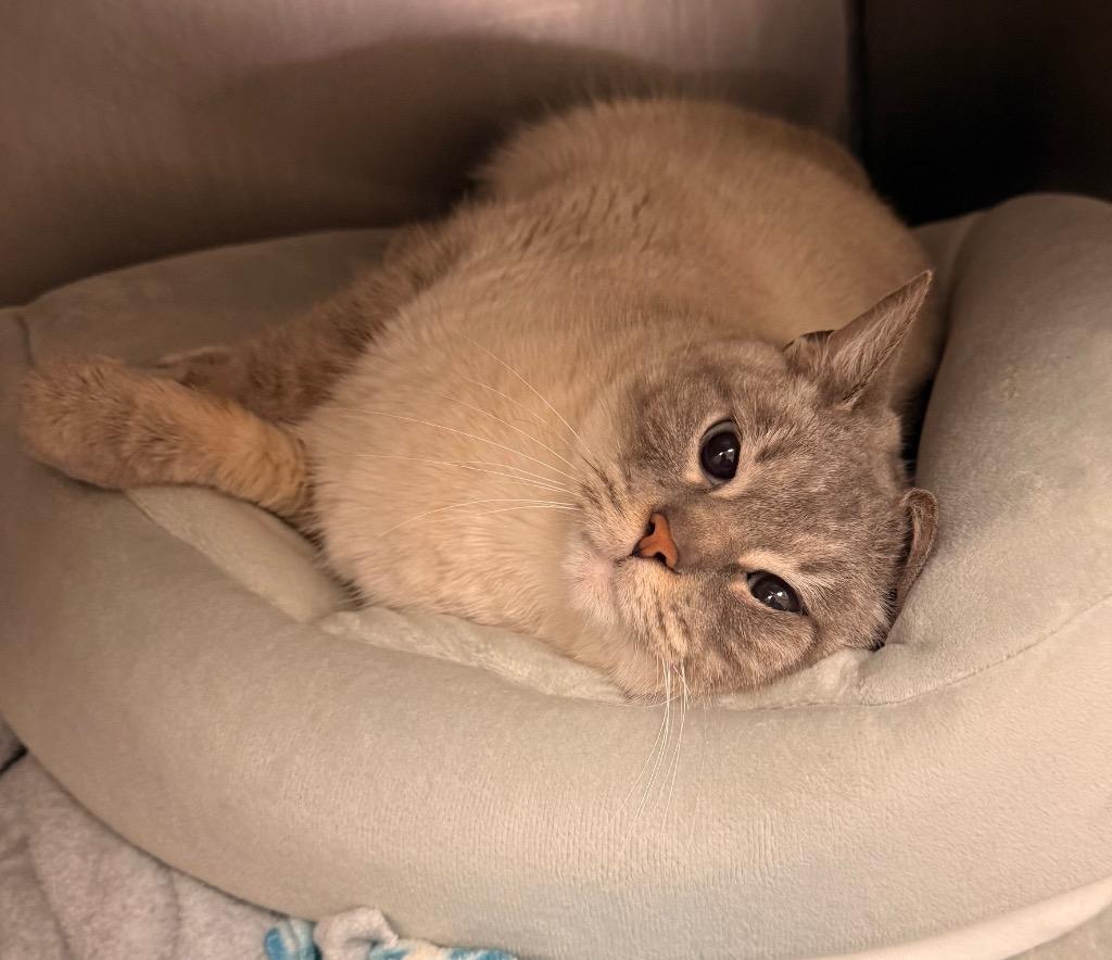 Enlarge Dreamy, a Adoptable mixed breed in Defiance, OH image 2/6