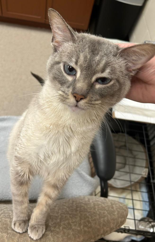 Enlarge Dreamy, a Adoptable mixed breed in Defiance, OH image 4/6