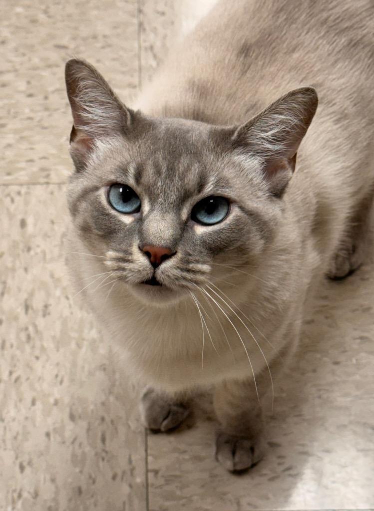 Dreamy, a Adoptable mixed breed in Defiance, OH image 5/6