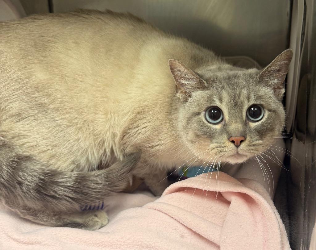 Enlarge Dreamy, a Adoptable mixed breed in Defiance, OH image 5/6