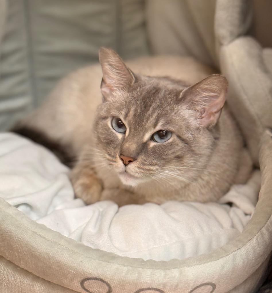 Dreamy, a Adoptable mixed breed in Defiance, OH image 6/6