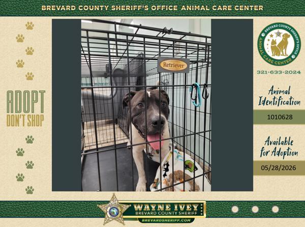 Antman, Adoptable, Adult Male Mixed Breed.