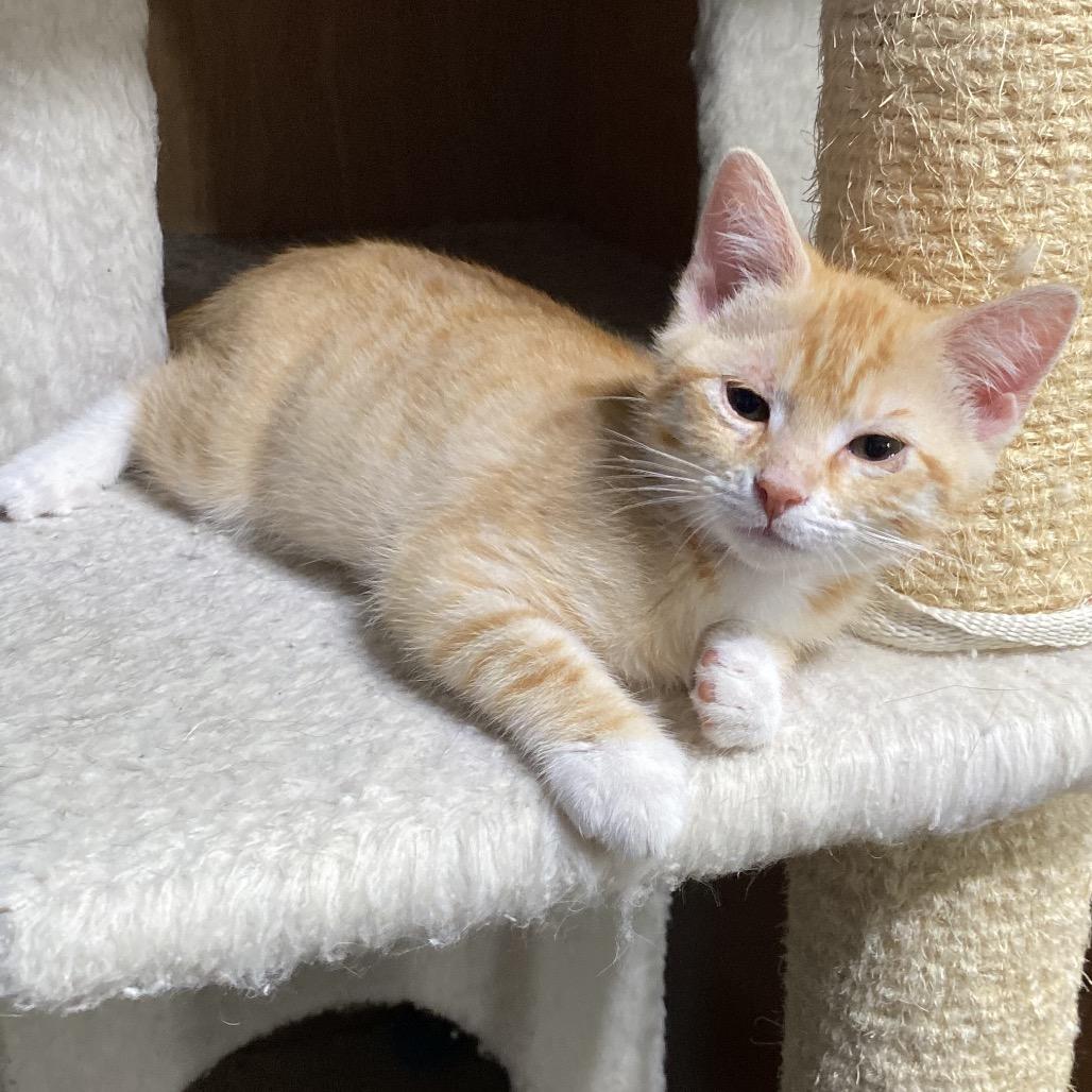 Nora, Adoptable, Kitten Female Domestic Short Hair.