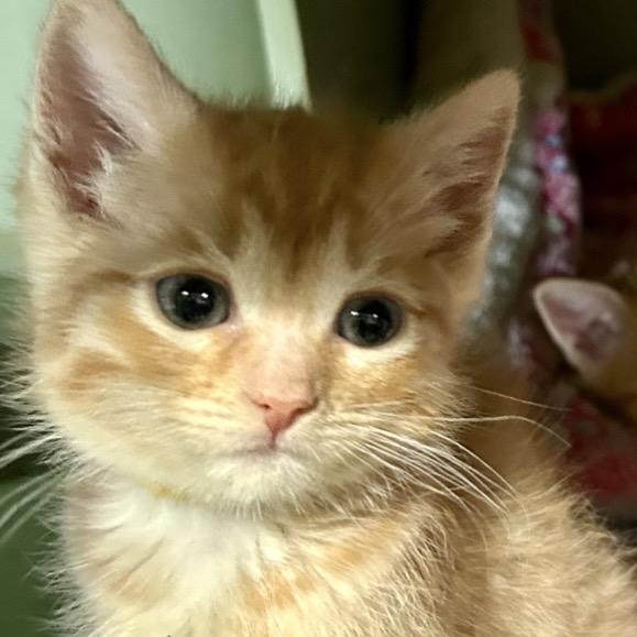 Nora — thumbnail 2