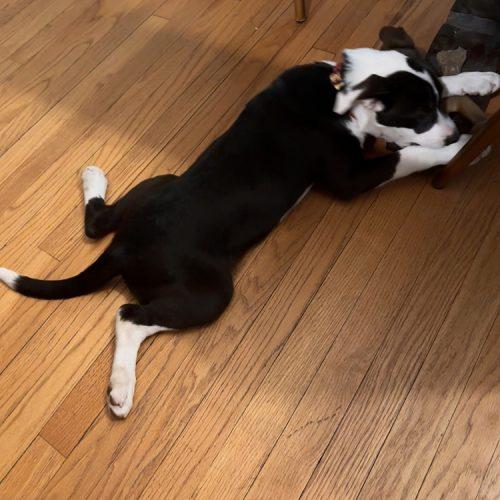 Laverne, Adoptable, Puppy Female Pit Bull Terrier & Mixed Breed.