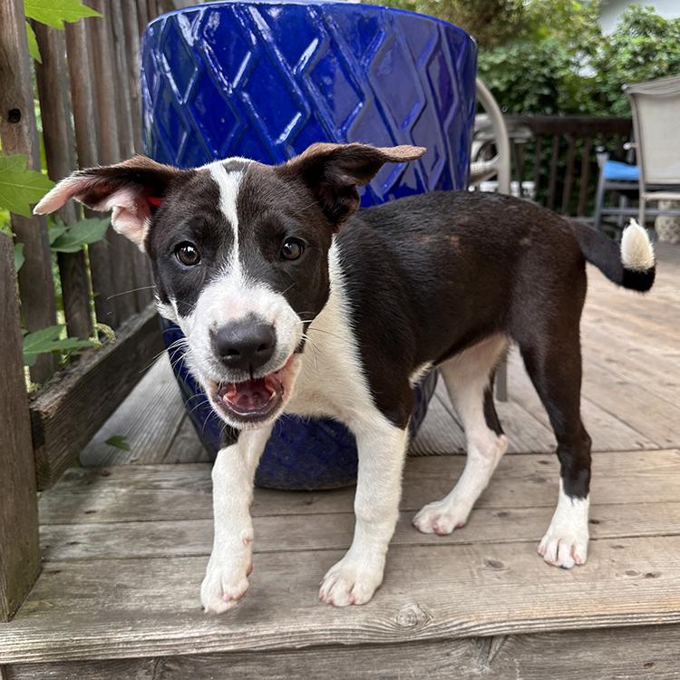 Enlarge Laverne, a Adoptable mixed breed in Minneapolis, MN image 2/6