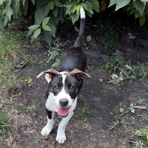 Enlarge Laverne, a Adoptable mixed breed in Minneapolis, MN image 3/6