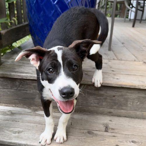 Enlarge Laverne, a Adoptable mixed breed in Minneapolis, MN image 4/6