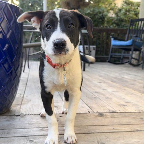 Enlarge Laverne, a Adoptable mixed breed in Minneapolis, MN image 5/6