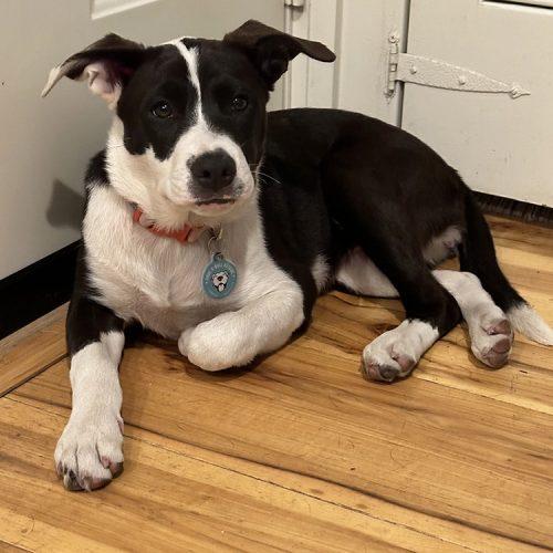 Enlarge Laverne, a Adoptable mixed breed in Minneapolis, MN image 6/6