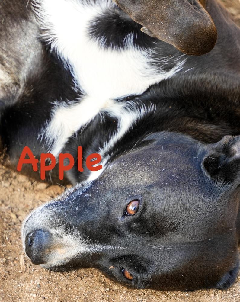 Apple, Adoptable, Adult Female Labrador Retriever & Cattle Dog.