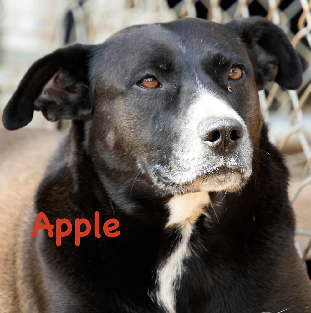Apple, a Adoptable mixed breed in Bonita, CA image 2/6