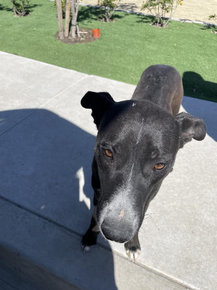 Apple, Adoptable, Adult Female Labrador Retriever & Cattle Dog.
