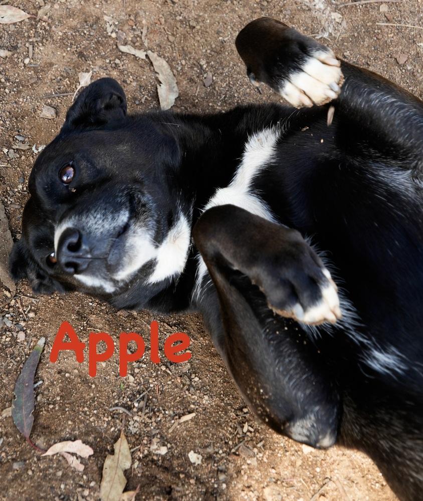 Apple, a Adoptable mixed breed in Bonita, CA image 5/6