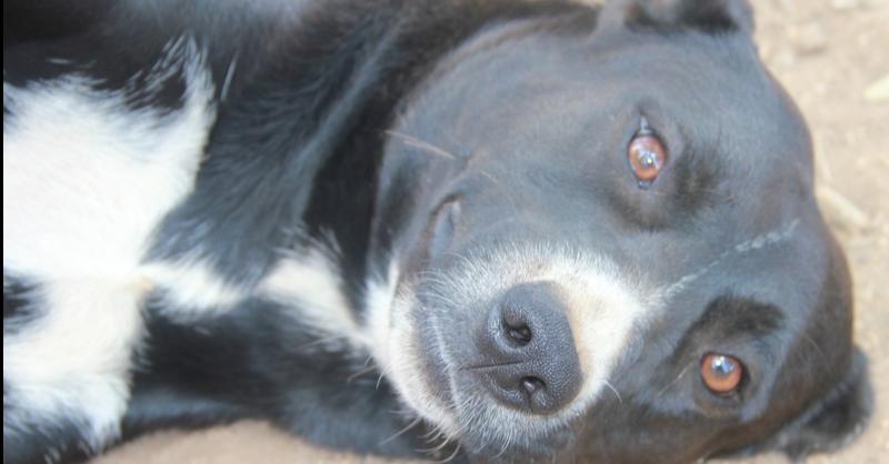 Enlarge Apple, a Adoptable mixed breed in Bonita, CA image 2/2