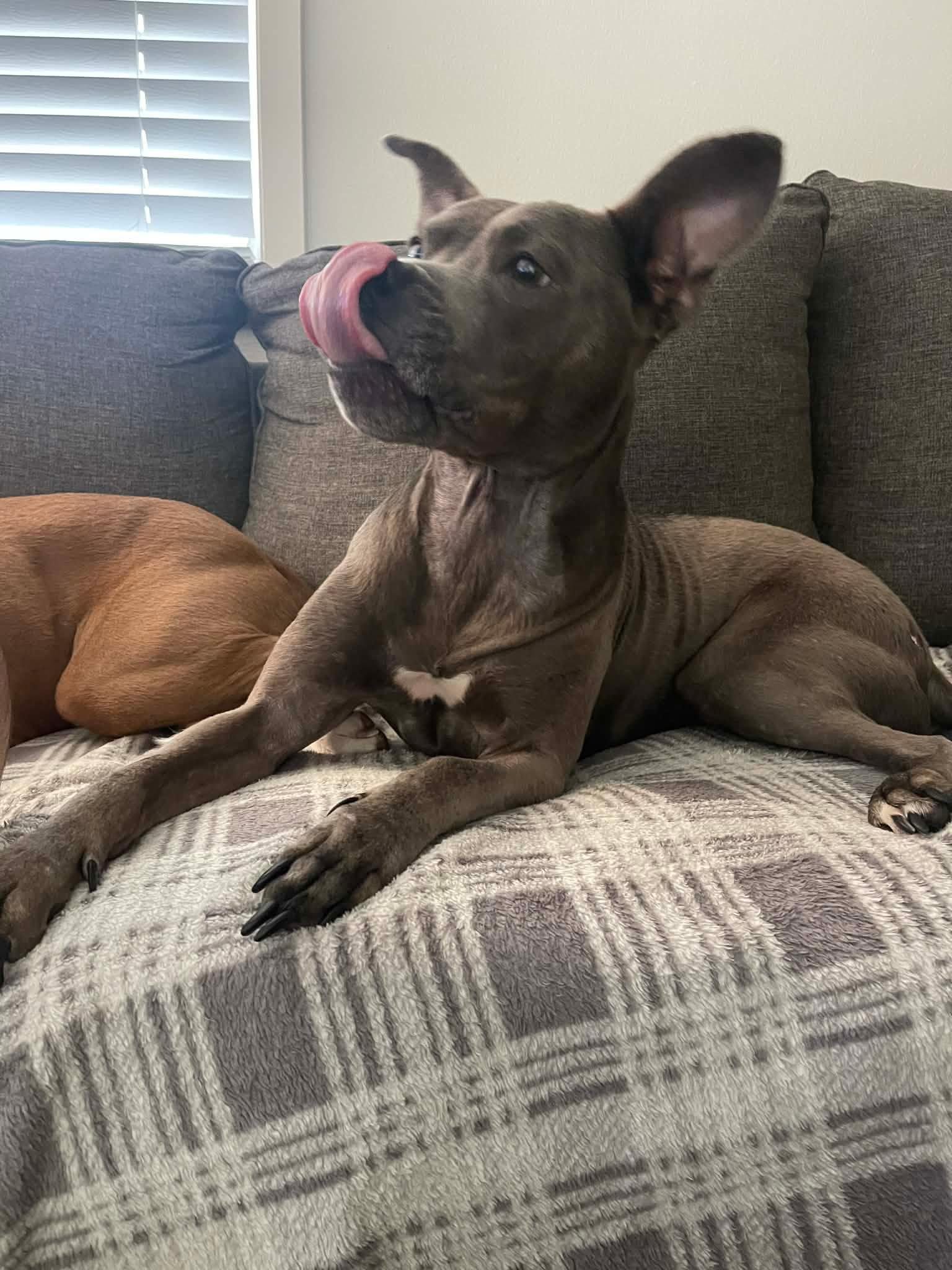 Enlarge Gracie Lou, an adopted American Staffordshire Terrier in Springfield, OR image 3/6