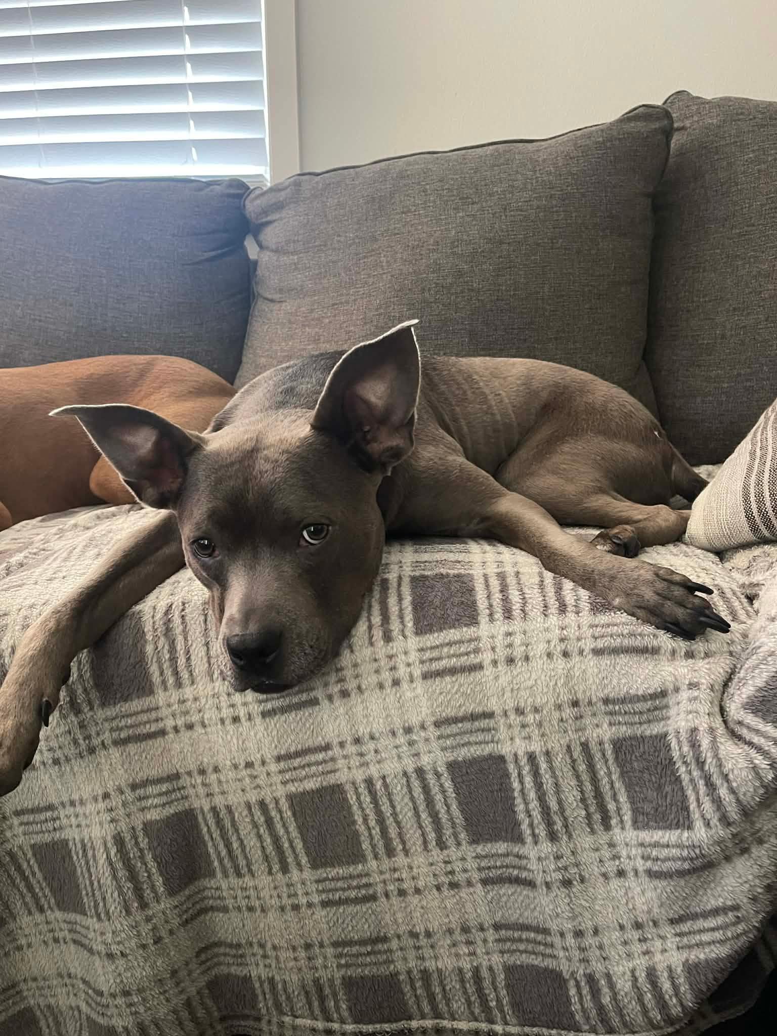 Enlarge Gracie Lou, an adopted American Staffordshire Terrier in Springfield, OR image 4/6