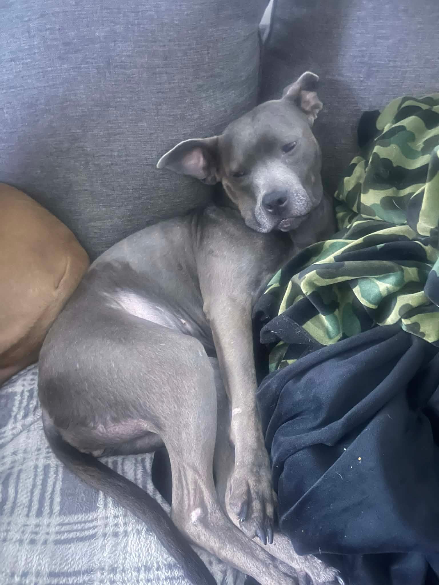 Enlarge Gracie Lou, an adopted American Staffordshire Terrier in Springfield, OR image 2/6