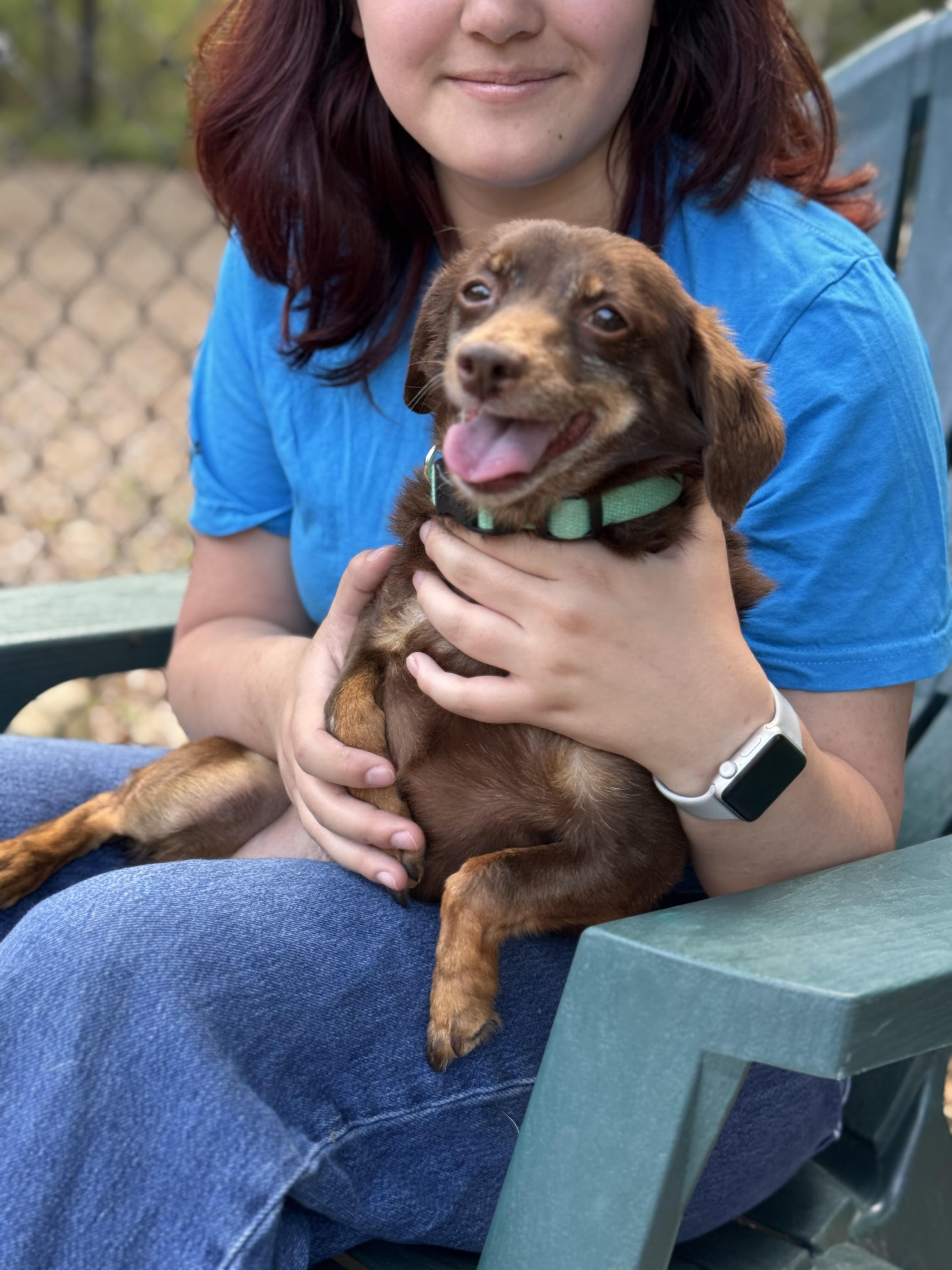 Tiny, ADOPTABLE, Young Female Dachshund.