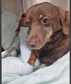 Tiny, ADOPTABLE, Young Female Dachshund.
