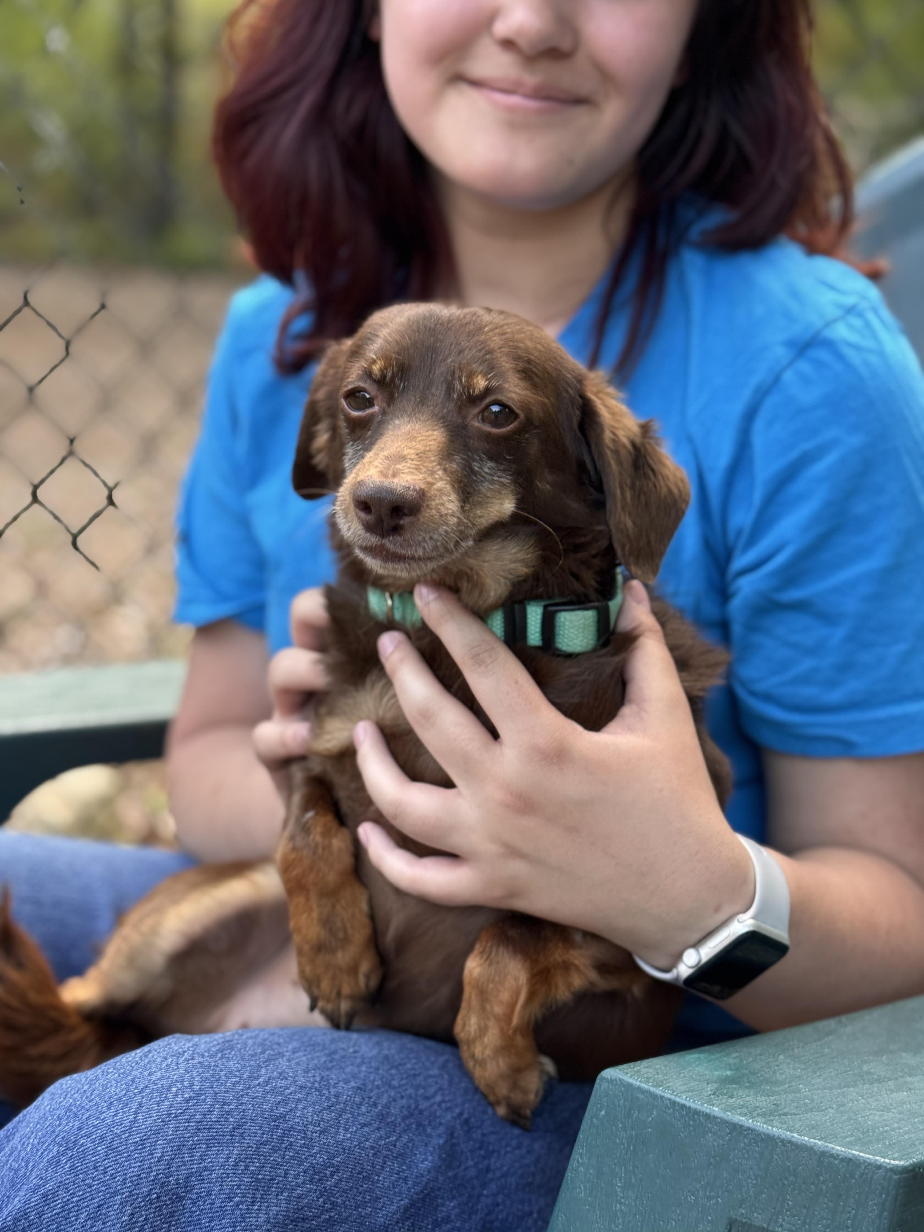 Tiny, an adopted mixed breed in Sudbury, MA image 2/3