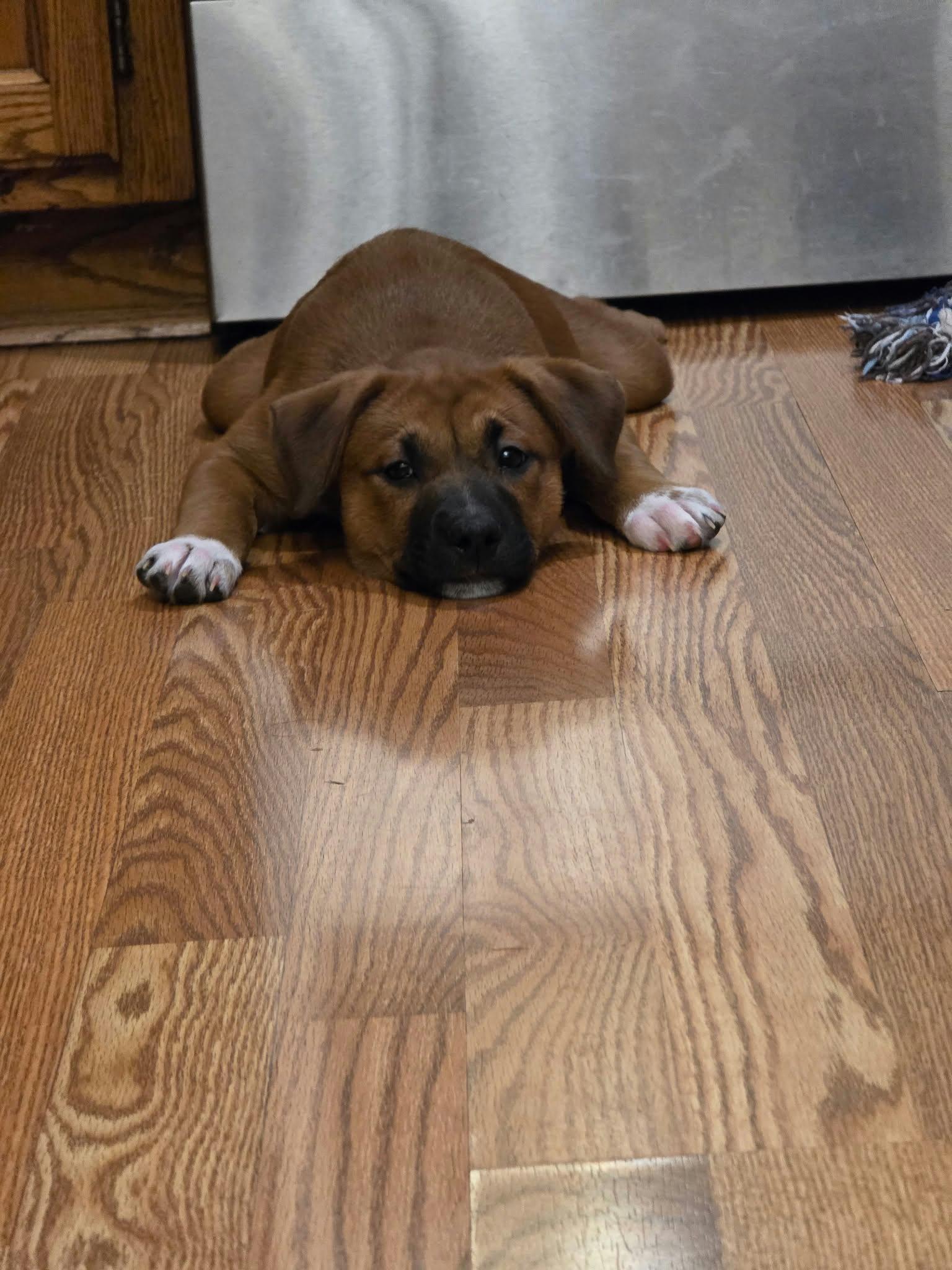 Enlarge Juniper, a Adoptable mixed breed in Minneapolis, MN image 4/4