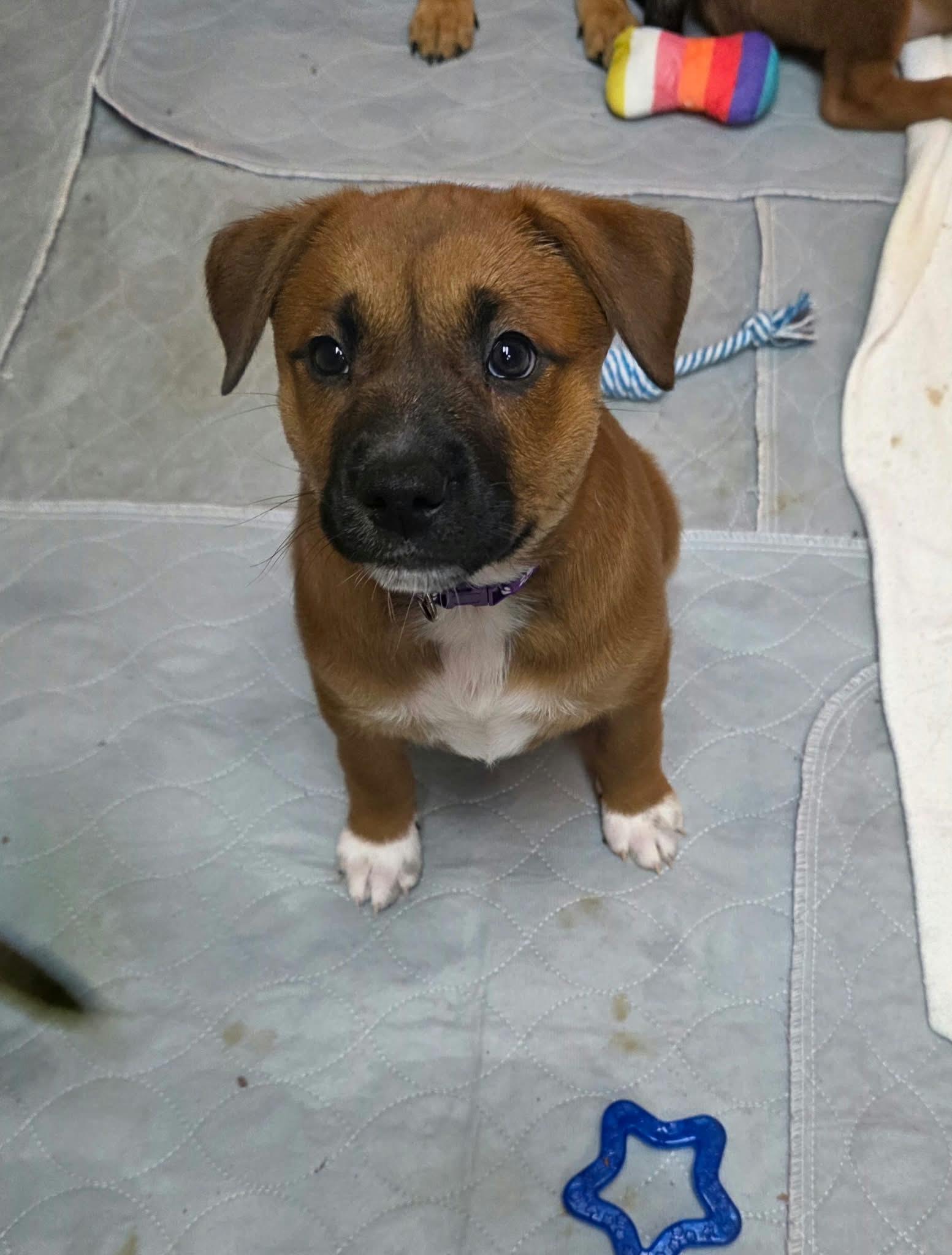 Enlarge Juniper, a Adoptable mixed breed in Minneapolis, MN image 3/4