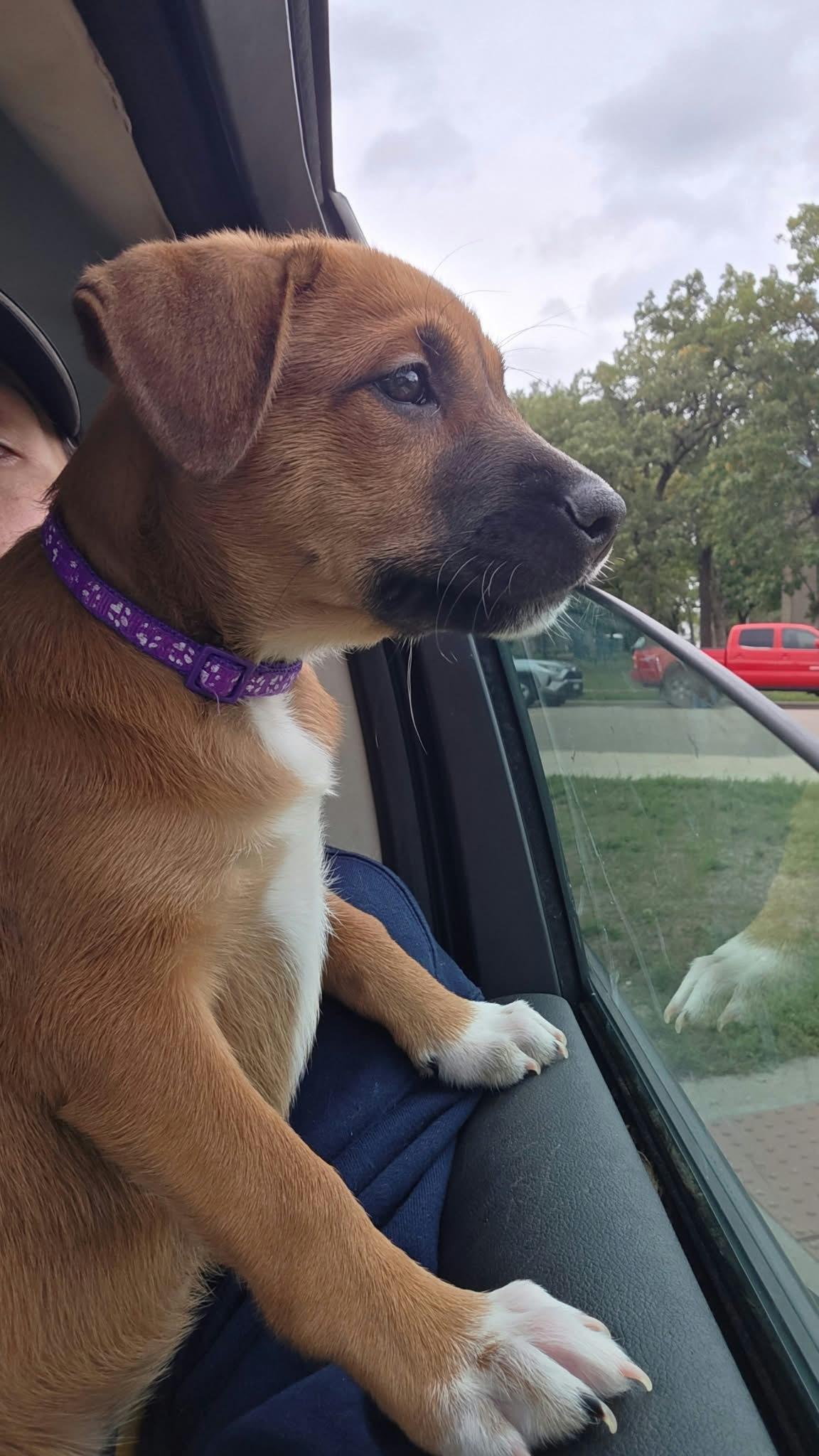 Enlarge Juniper, a Adoptable mixed breed in Minneapolis, MN image 2/4