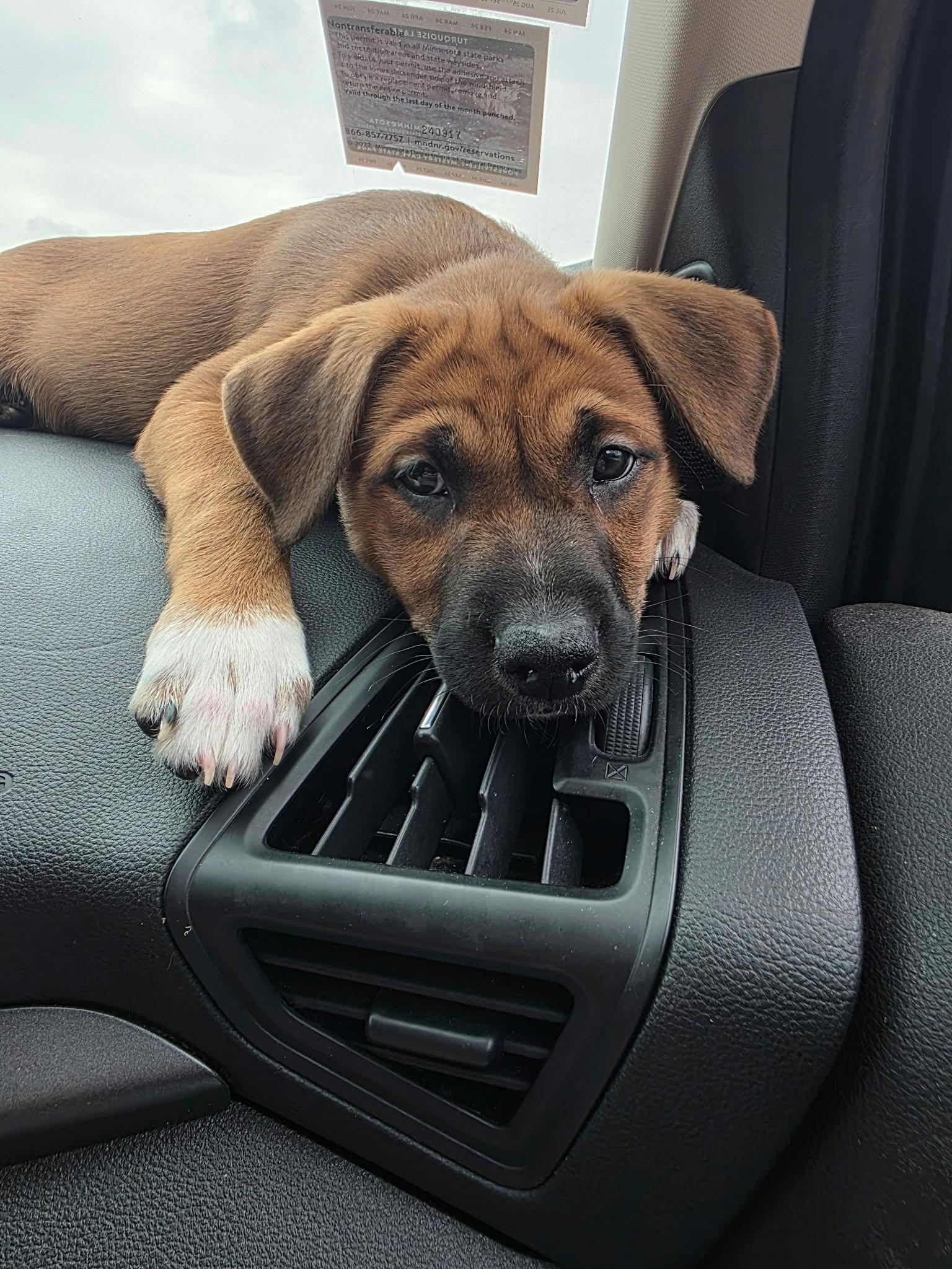 Juniper, Adoptable, Puppy Female Boxer & Pit Bull Terrier.