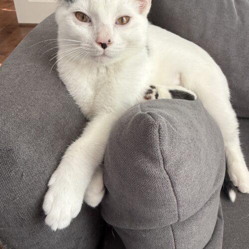 Hans, a Adoptable Domestic Short Hair in Canal Winchester, OH image 2/5