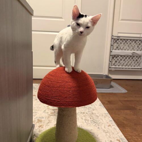 Hans, a Adoptable Domestic Short Hair in Canal Winchester, OH image 4/5